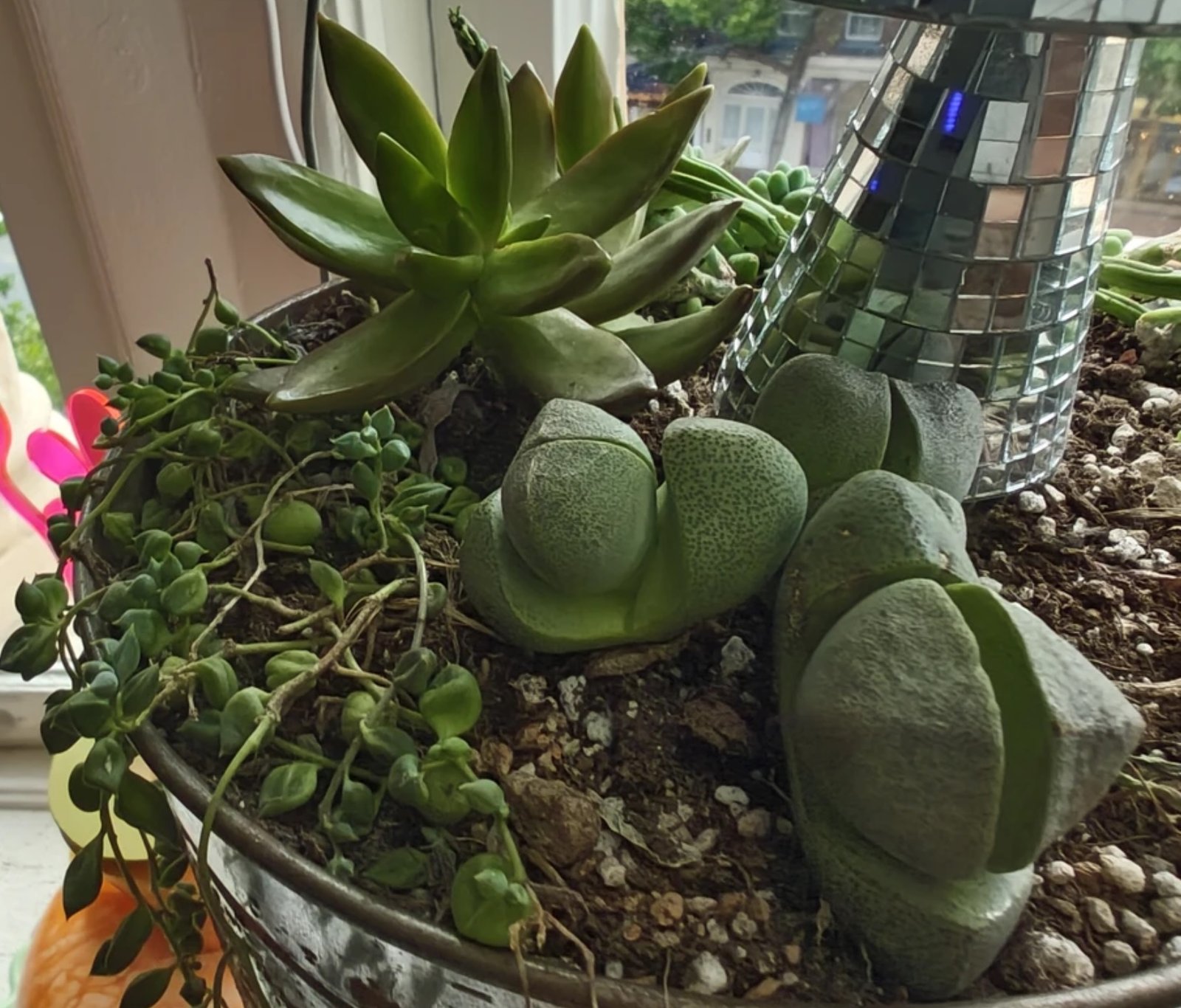 stringpftesrs-rosette-splitrocks